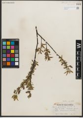 Foto von Salix petiolaris Sm.
